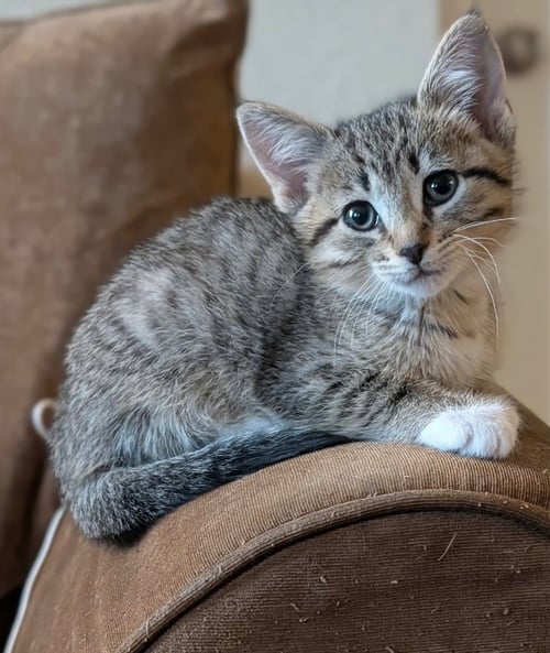 LILITH - Tabby available for adoption