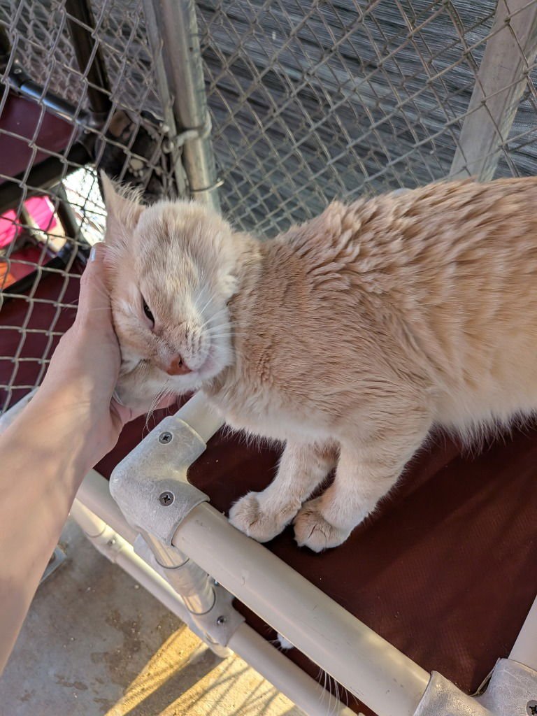 CHARLIE - Domestic Medium Hair available for adoption