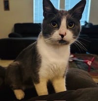 Loki - Photo 1