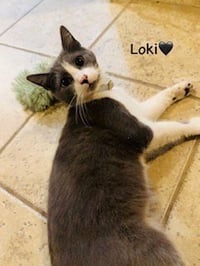 Loki - Photo 2