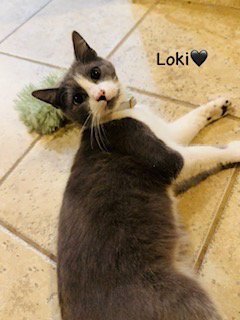LOKI - Tabby available for adoption