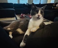 Loki - Photo 3