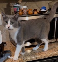 Loki - Photo 4
