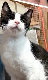 Mamma Oreo - Photo 4