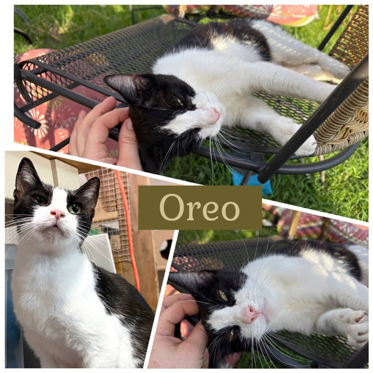 Mamma Oreo Image