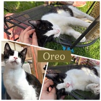 Mamma Oreo - Photo 1