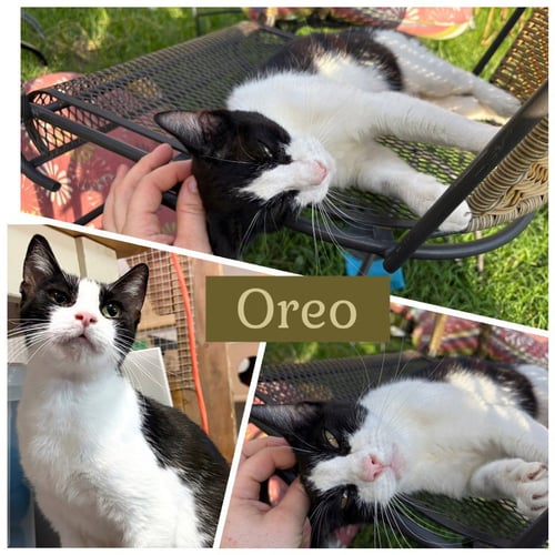 MAMMA OREO - Tabby available for adoption