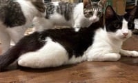 Mamma Oreo - Photo 2