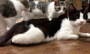 MAMMA OREO - Tabby available for adoption