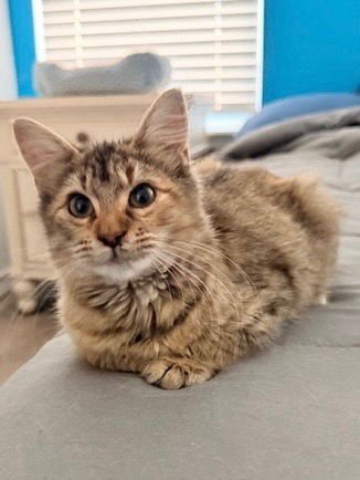 PRETTY GIRL - Tabby available for adoption