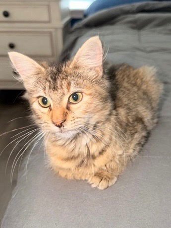 PRETTY GIRL - Tabby available for adoption