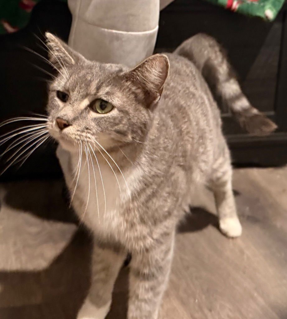 PRINCESS - Tabby available for adoption