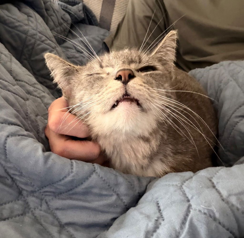 PRINCESS - Tabby available for adoption