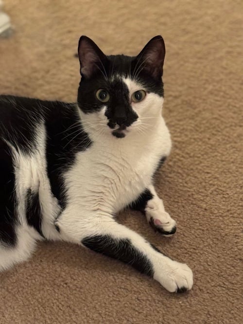 ANDY - Domestic Short Hair available for adoption