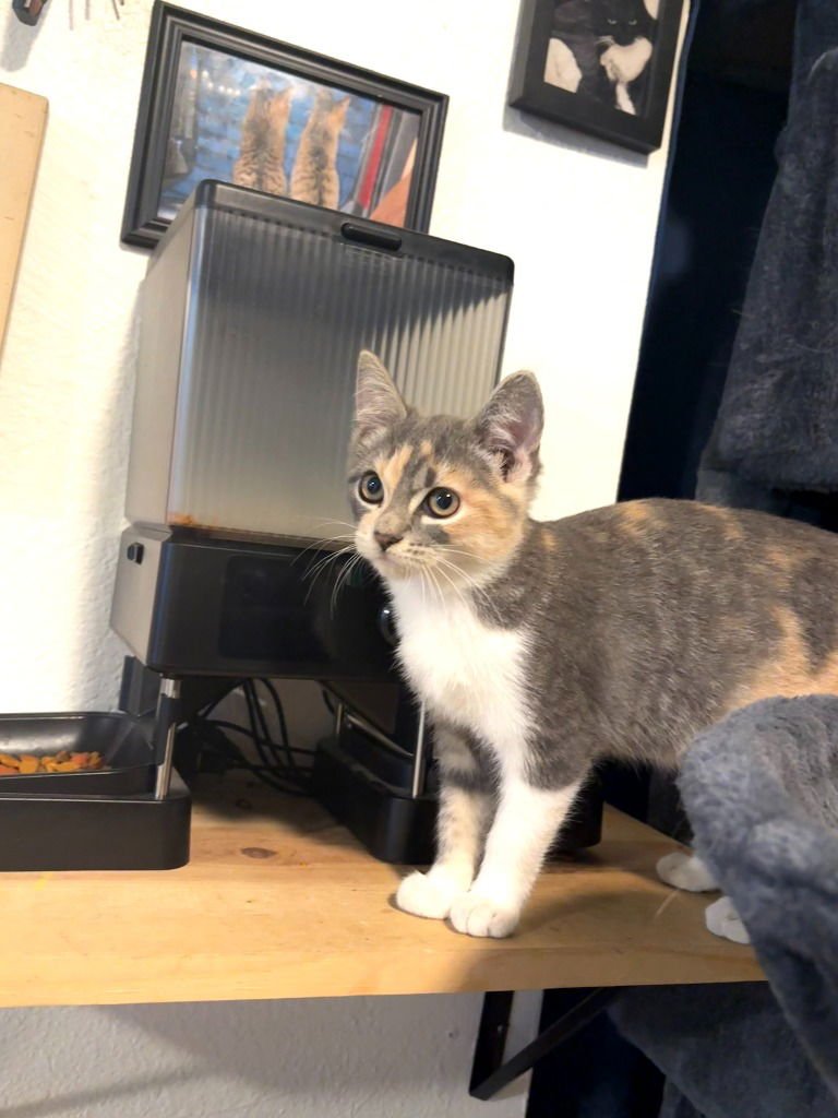 SASSY - Calico available for adoption