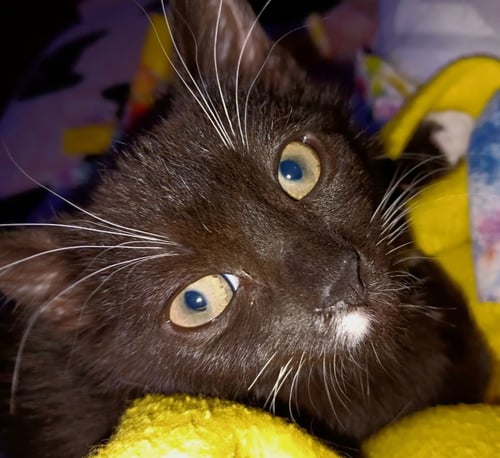 REGGIE - Tabby available for adoption