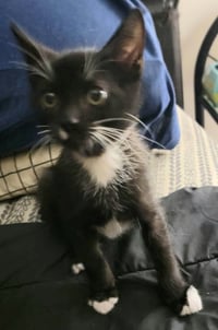 Reggie - Photo 3