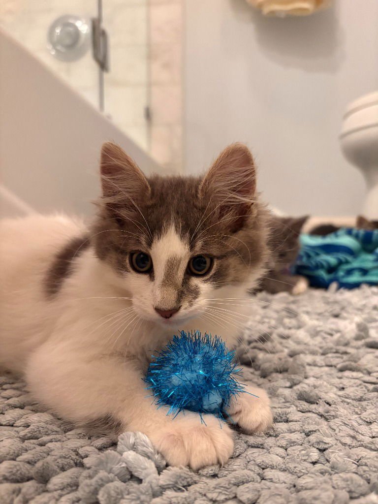 FOGGY PUFF - Domestic Medium Hair available for adoption