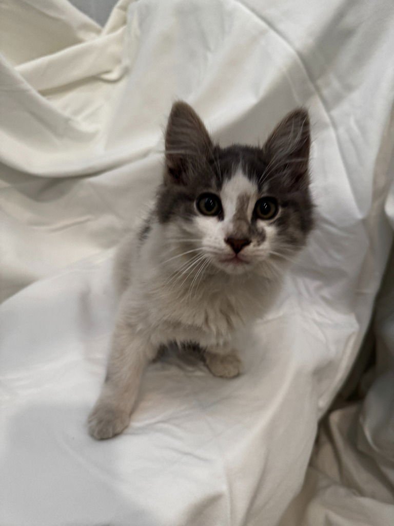 FOGGY PUFF - Domestic Medium Hair available for adoption