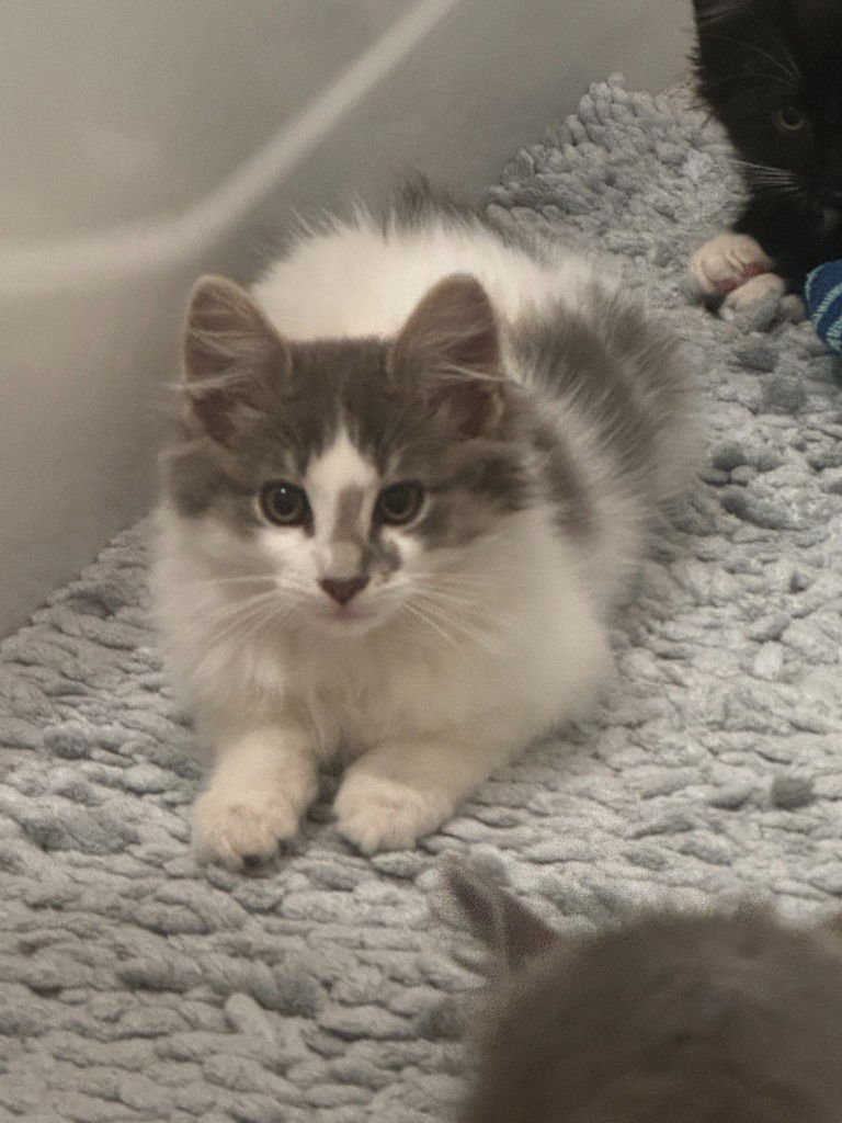 Foggy Puff - Photo 3