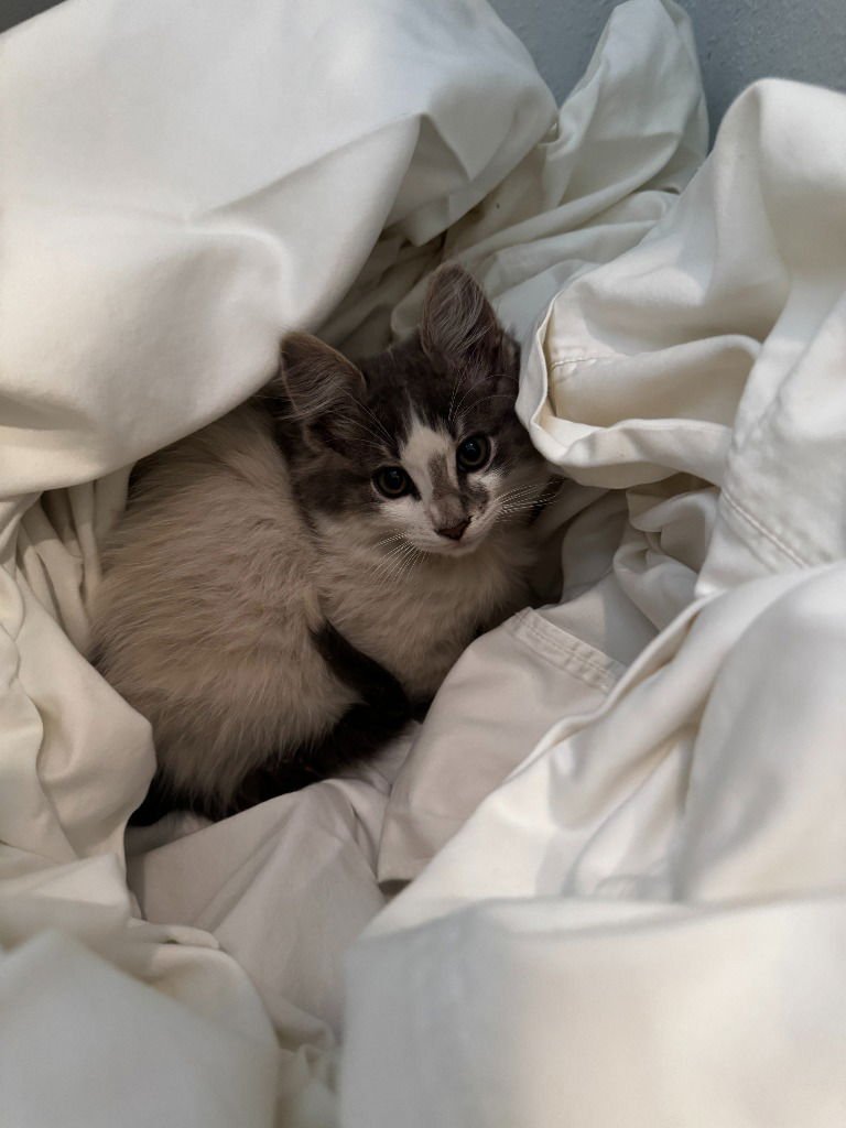 Foggy Puff - Photo 4