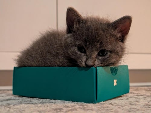BEHR - Domestic Short Hair available for adoption