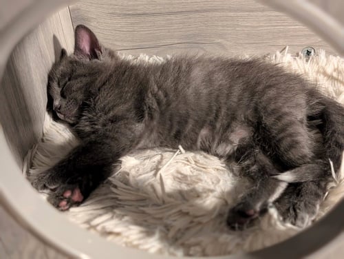 BEHR - Domestic Short Hair available for adoption