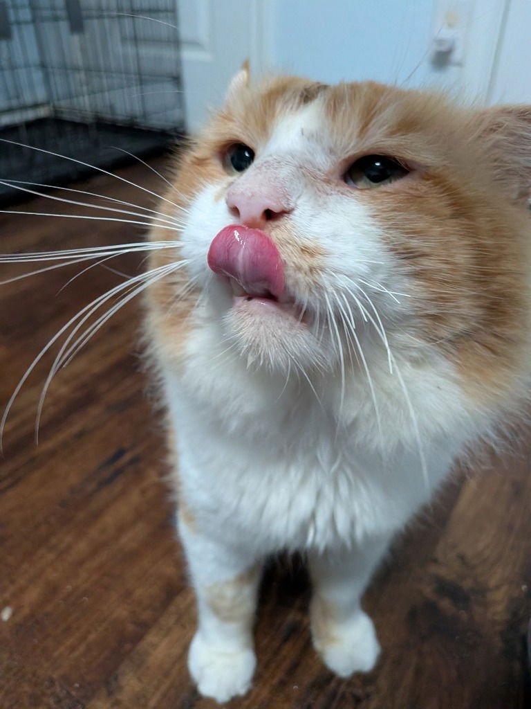 ARLO - Domestic Long Hair available for adoption