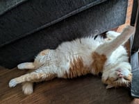 Arlo - Photo 2