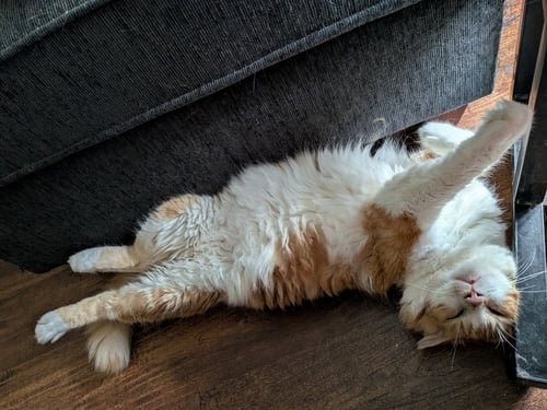 ARLO - Domestic Long Hair available for adoption