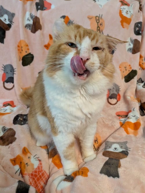 ARLO - Domestic Long Hair available for adoption