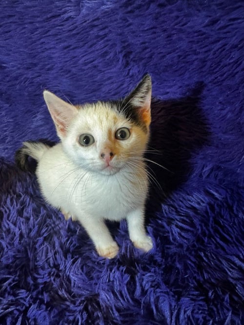 PIGLET - Domestic Short Hair available for adoption