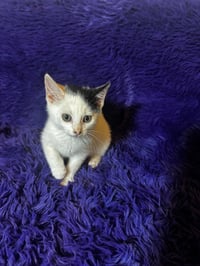 Piglet - Photo 3