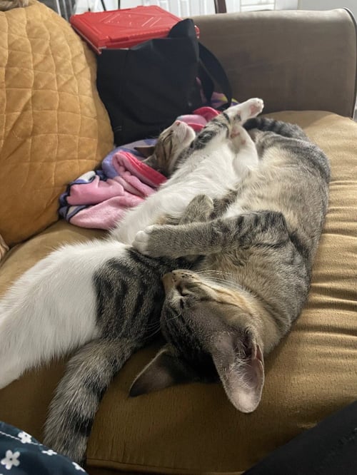 CASH - Tabby available for adoption