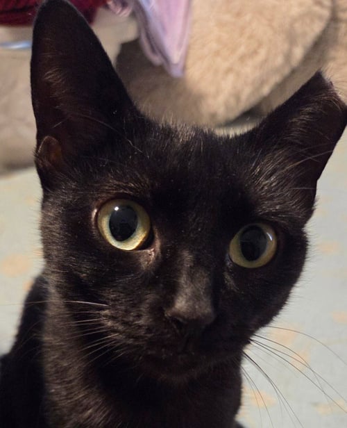 GARGOYLE - Domestic Short Hair available for adoption