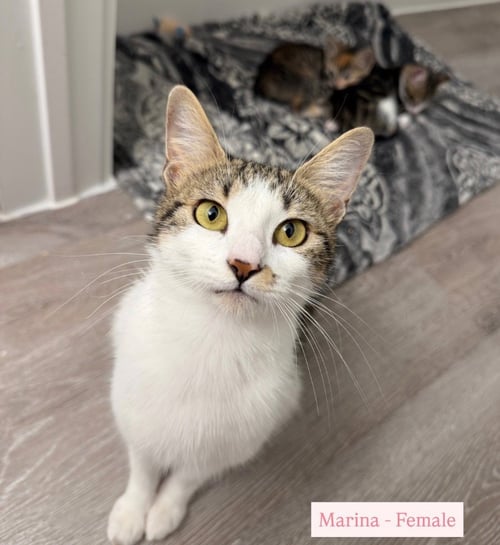 MARINA - Tabby available for adoption