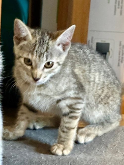 ASH - Tabby available for adoption