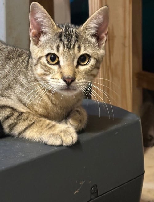 ASH - Tabby available for adoption