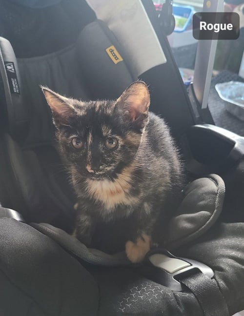 ROGUE - Tabby available for adoption