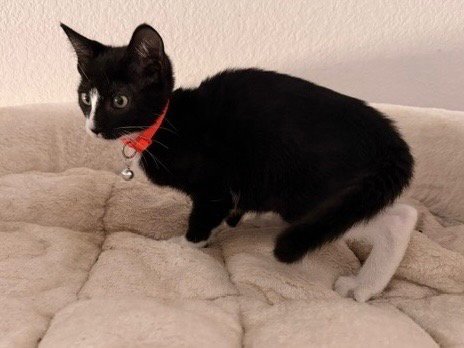 AXE - Tabby available for adoption
