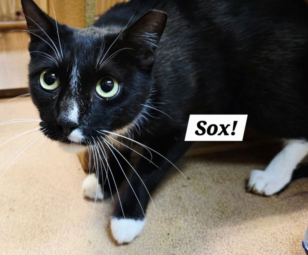 SOX - Domestic Short Hair / Domestic Short Hair available for adoption