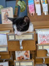 ROCKY - Domestic Short Hair available for adoption
