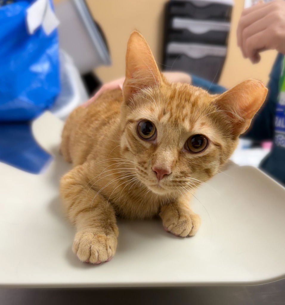 CHEDDAR MAN - Domestic Short Hair available for adoption