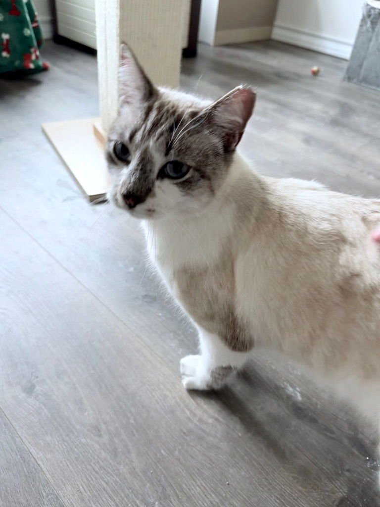 ICHABOD - Snowshoe available for adoption