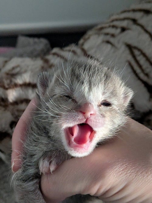 PRINCESS MARGOT - Tabby available for adoption