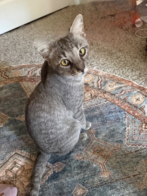 TOMMY - Tabby available for adoption