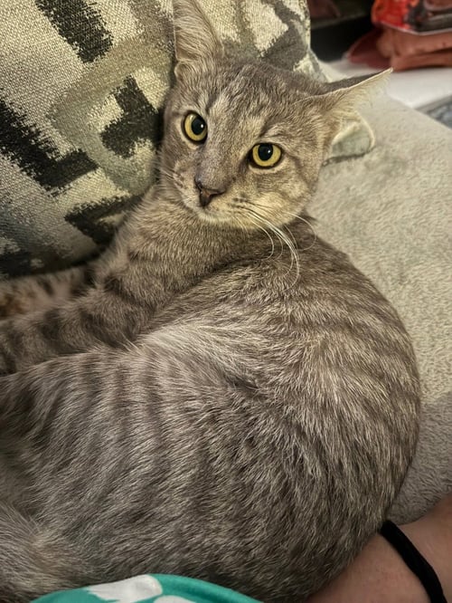 TOMMY - Tabby available for adoption