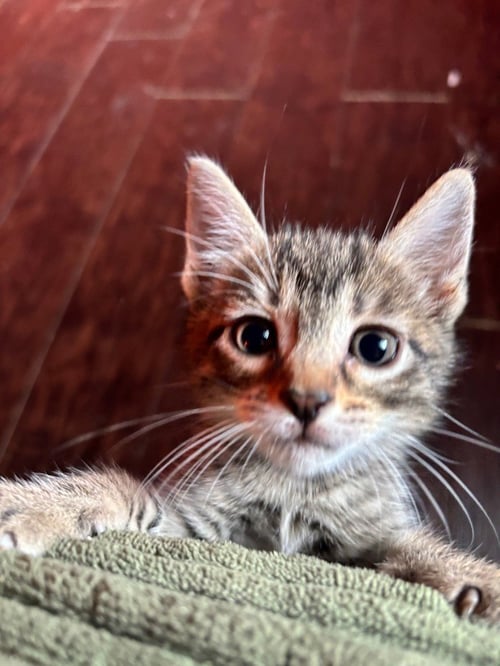 BABY - Tabby available for adoption