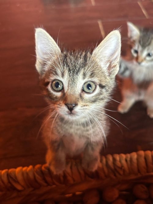 BABY - Tabby available for adoption