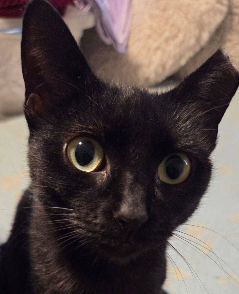 GARGOYLE - Domestic Short Hair available for adoption